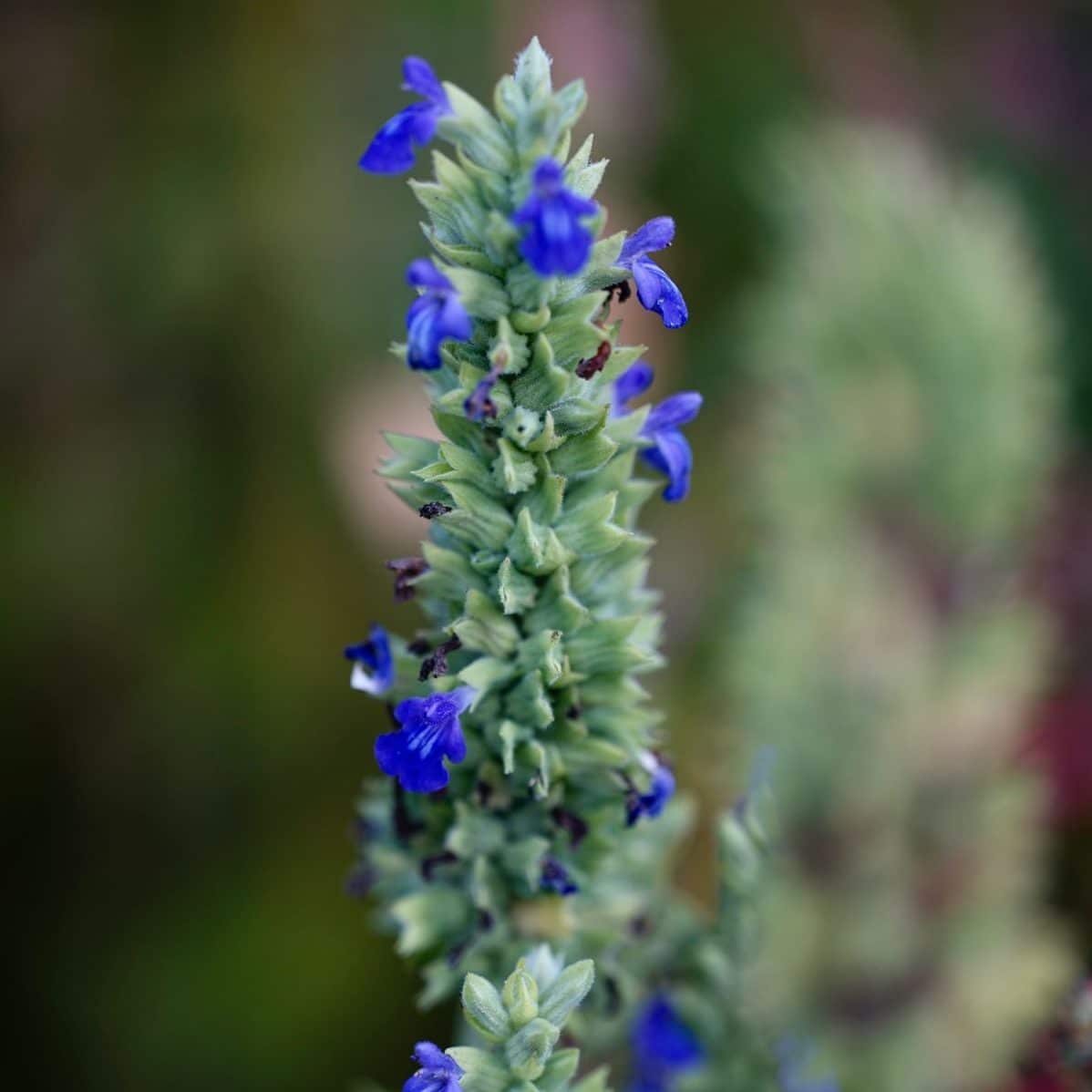 Chiapflanze in der Blüte