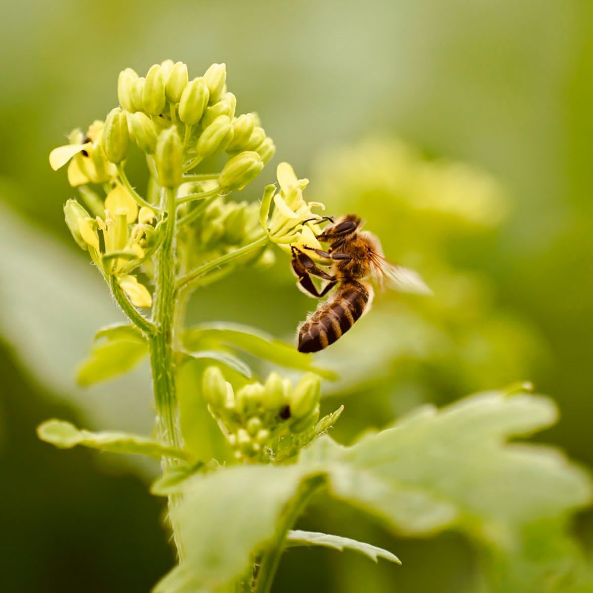 Thymianöl von der Alb