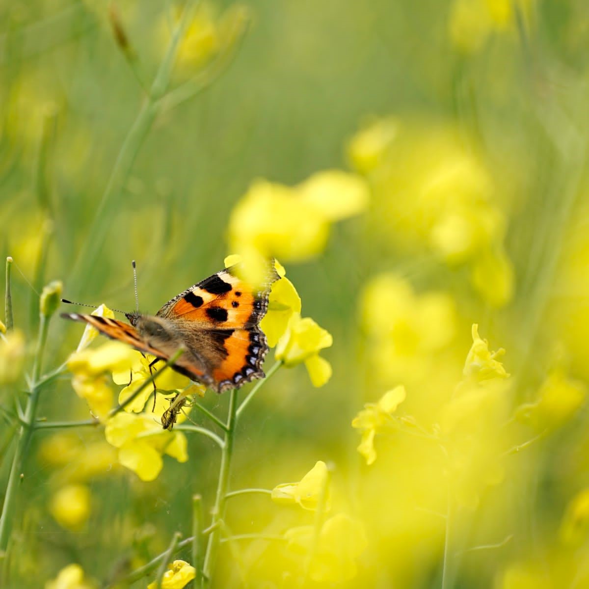 Senfmehl von der Alb