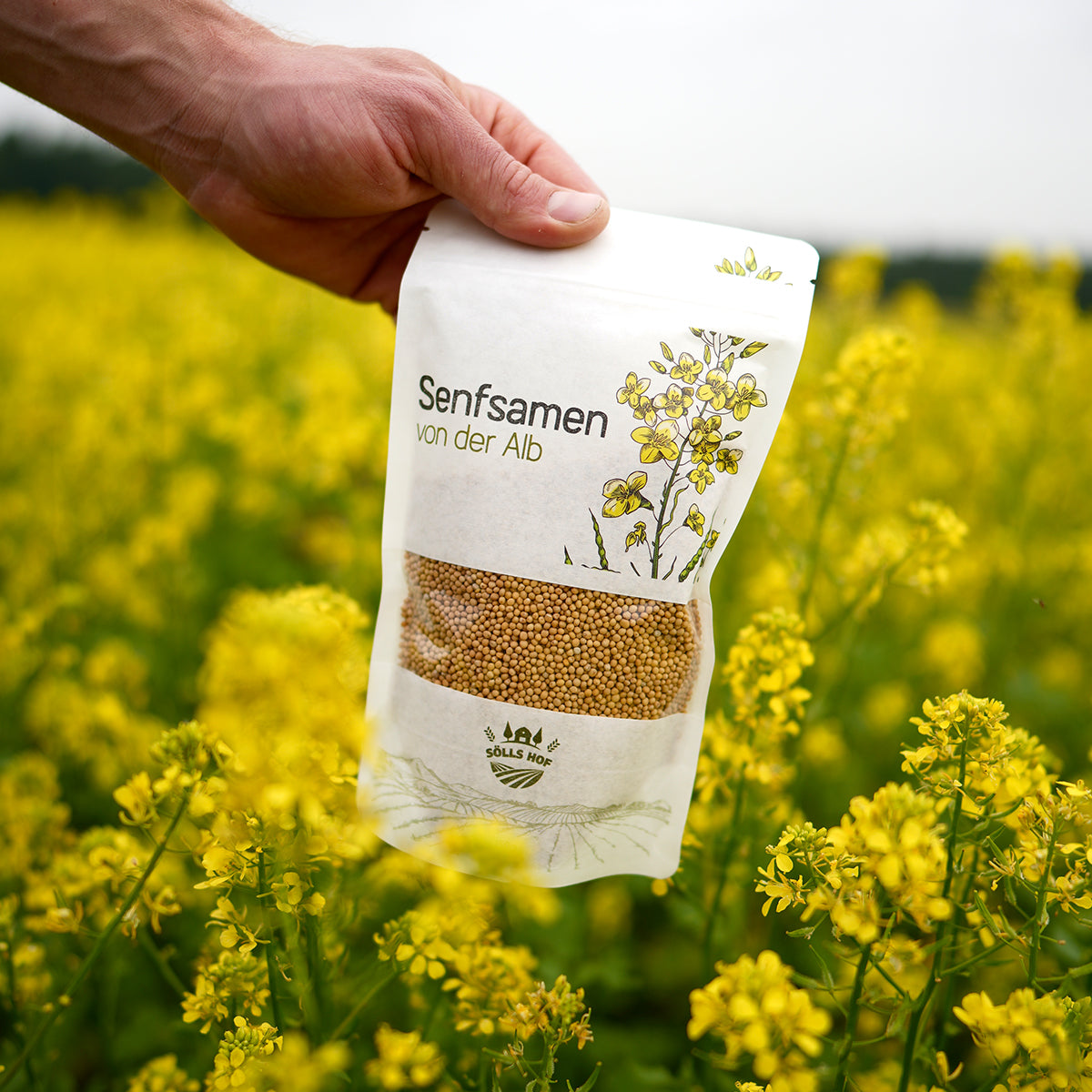 senfsaat als dünger Aromatische Senfkörner kaufen bei Sölls Hof